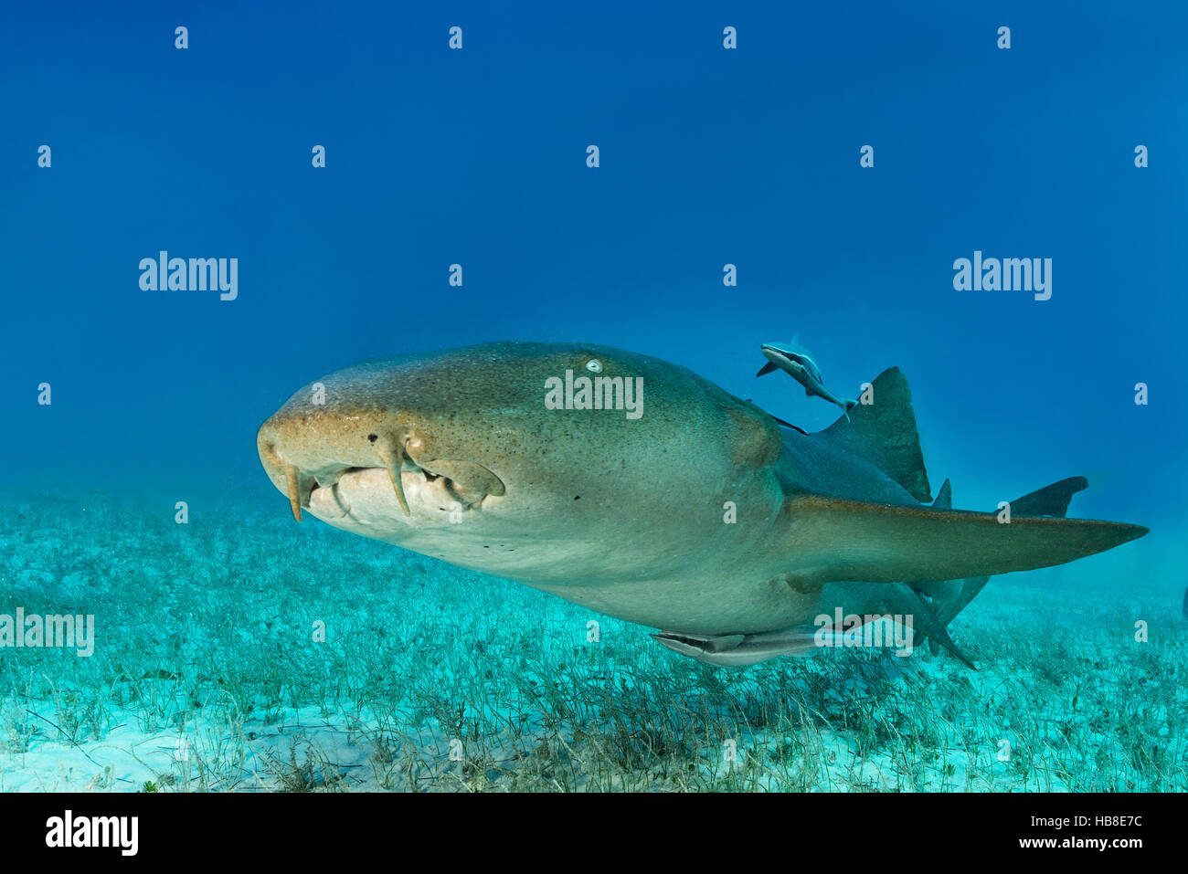 Ammenhai (Ginglymostomatidae) mit sauberer Remora (Echeneidae), sandigen Meeresgrund, Bahamas Stockfoto