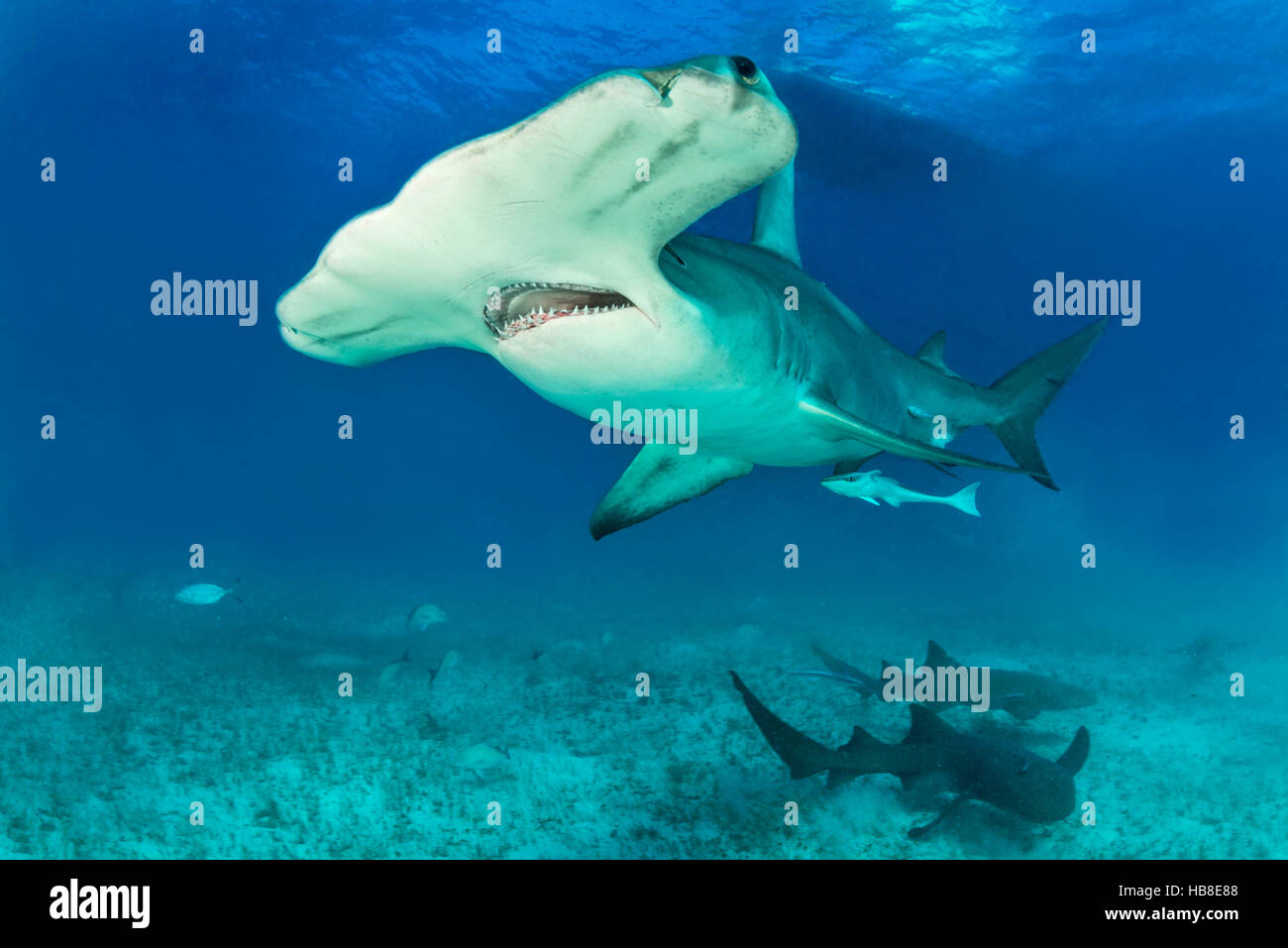 Großer Hammerhai (Sphyrna Mokarran) mit Ammenhaien, Bimini, Bahamas Stockfoto