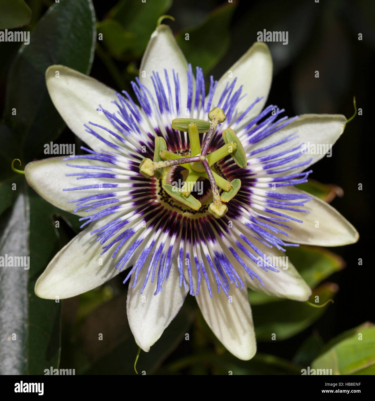 Passionsblume (Passiflora SP.), Nordrhein-Westfalen, Deutschland Stockfoto