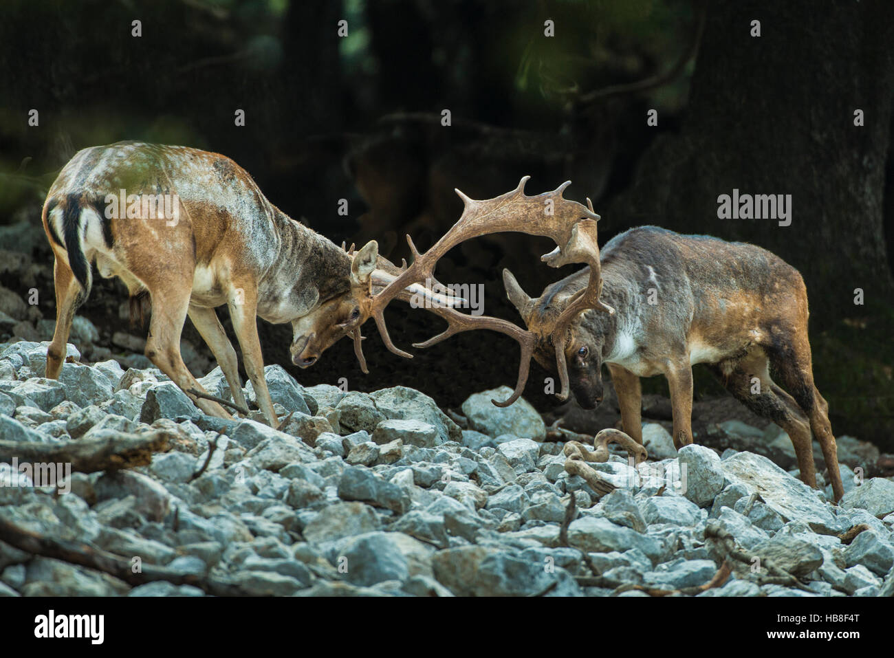 Damhirsch (Dama Dama) kämpfen auf Spurrinnen Gelände, Madonie regionalen Naturparks, Isnello, Sizilien, Italien Stockfoto