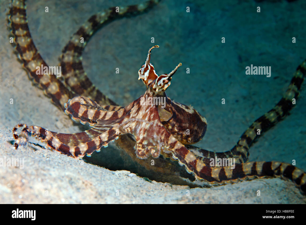 Wonderpus Oktopus (Wonderpus Photogenicus), Indischer Ozean, Indonesien, Sulawesi, Bunaken-Nationalpark und Celebes-See Stockfoto