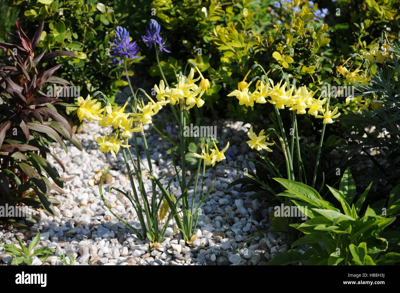 Narcissus Jonquilla, Jonquille, Jonquil Stockfoto