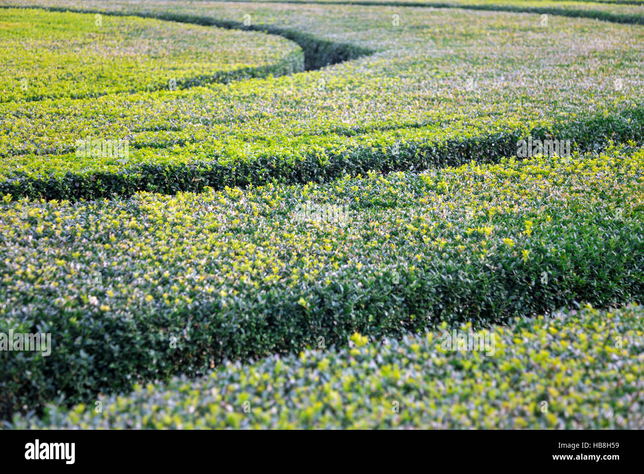 Dekorative Labyrinth Formschnitt Details Stockfoto