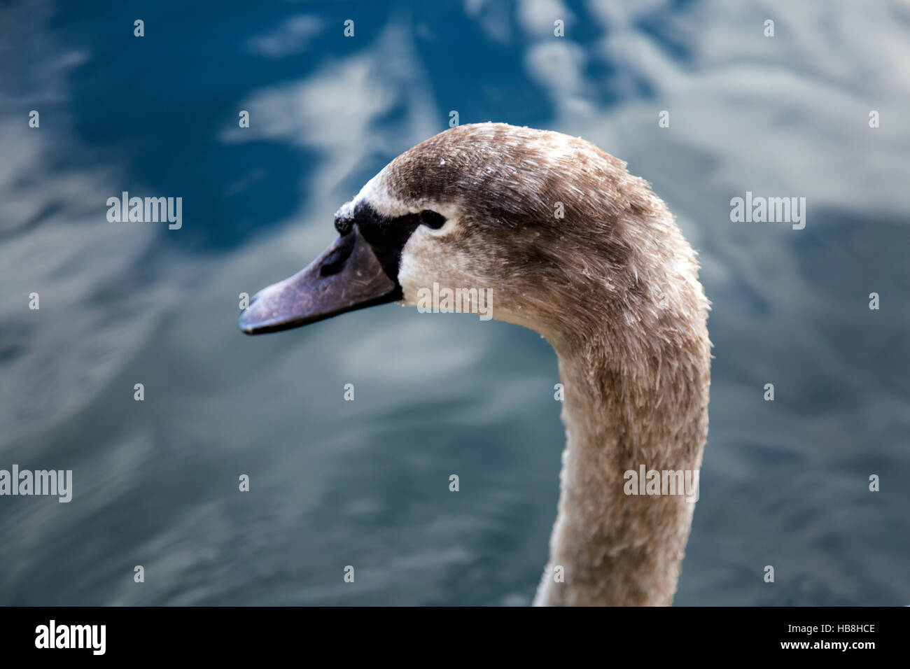 Leiter des Schwans Hintergrund Wasser braun (Mute) Stockfoto