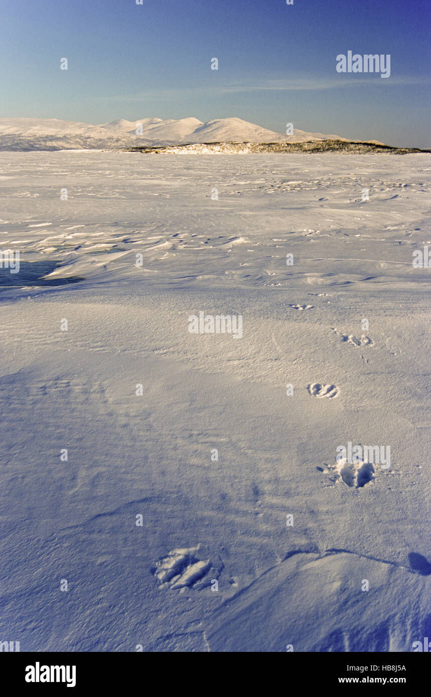 Elch-Tracks auf gefrorenen See Tornetraesk Stockfoto
