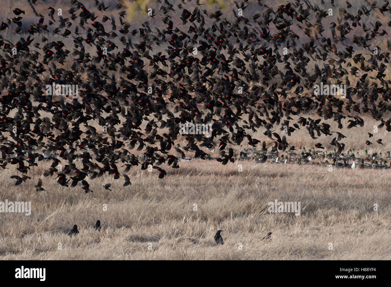 Herde von rot – geflügelte Amseln, (Agelaius Phoenicus), bei Bosque del Apache National Wildlife Refuge, New Mexico, USA. Stockfoto