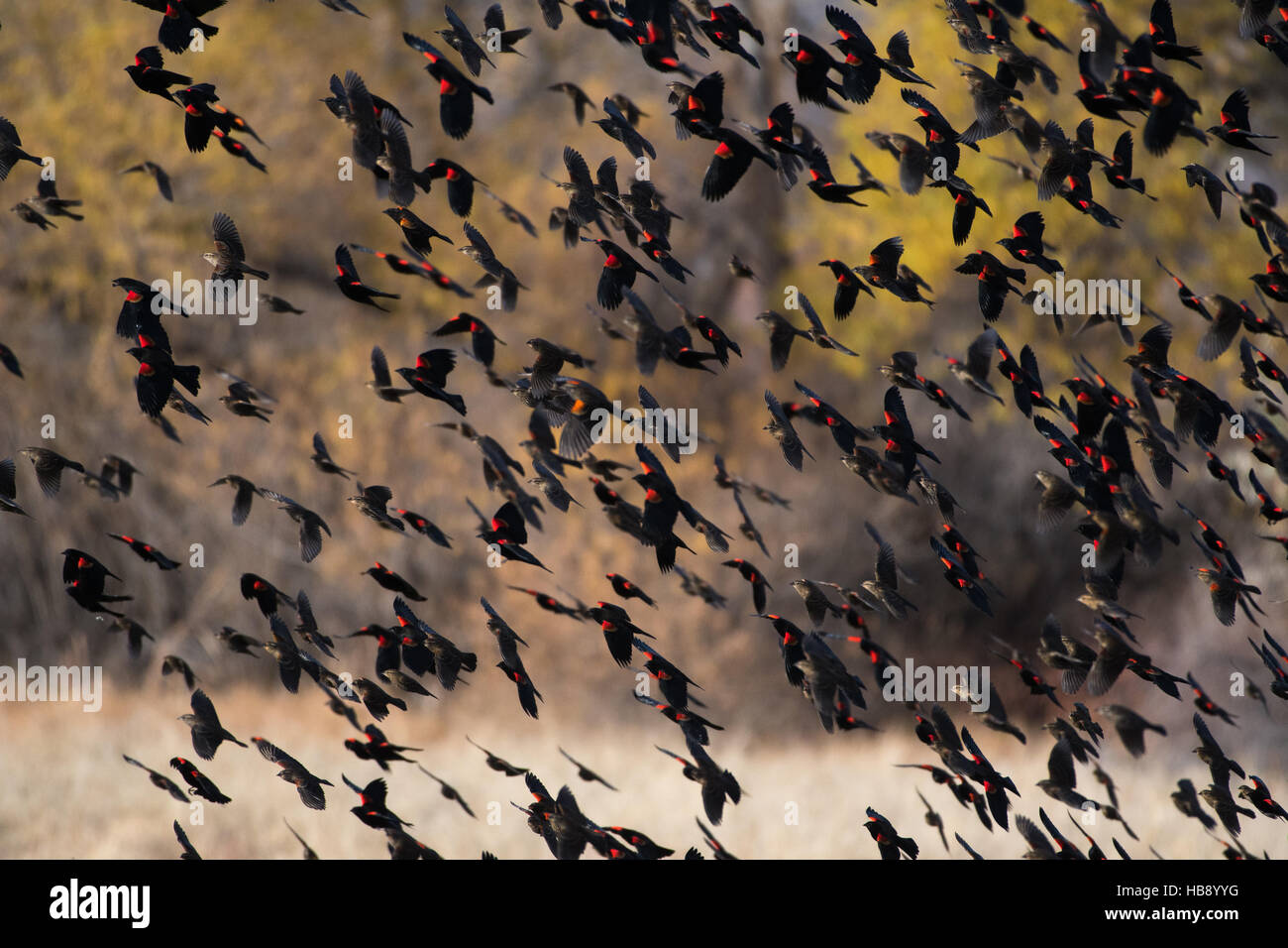 Herde von rot – geflügelte Amseln, (Agelaius Phoenicus), bei Bosque del Apache National Wildlife Refuge, New Mexico, USA. Stockfoto