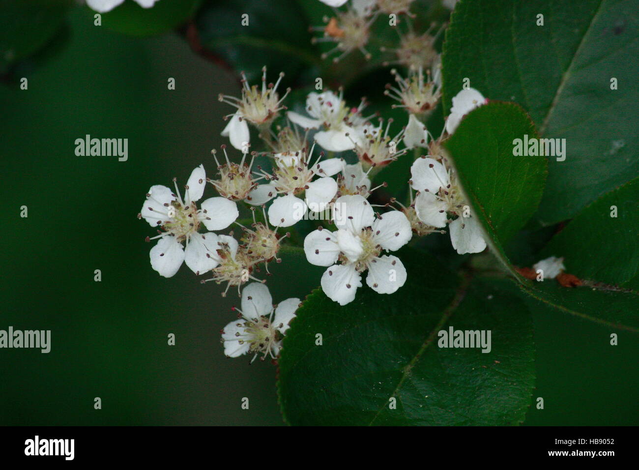 Mehlbeere. kleine weiße Blumen Stockfoto