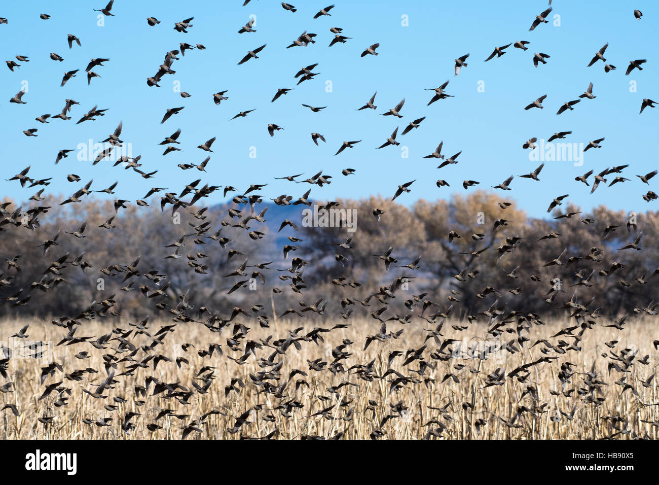 Herde von rot – geflügelte Amseln, (Agelaius Phoenicus), in einem Mais abgelegt in Bosque del Apache National Wildlife Refuge, New Mexico. Stockfoto