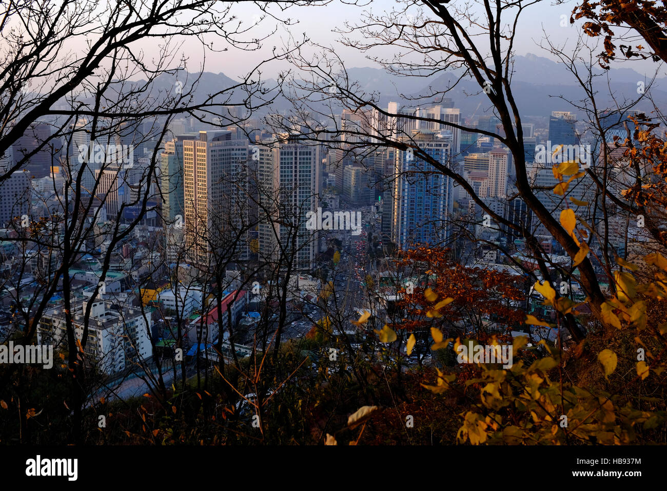 Seoul, Südkorea, bei Sonnenuntergang durch die Blätter Stockfoto