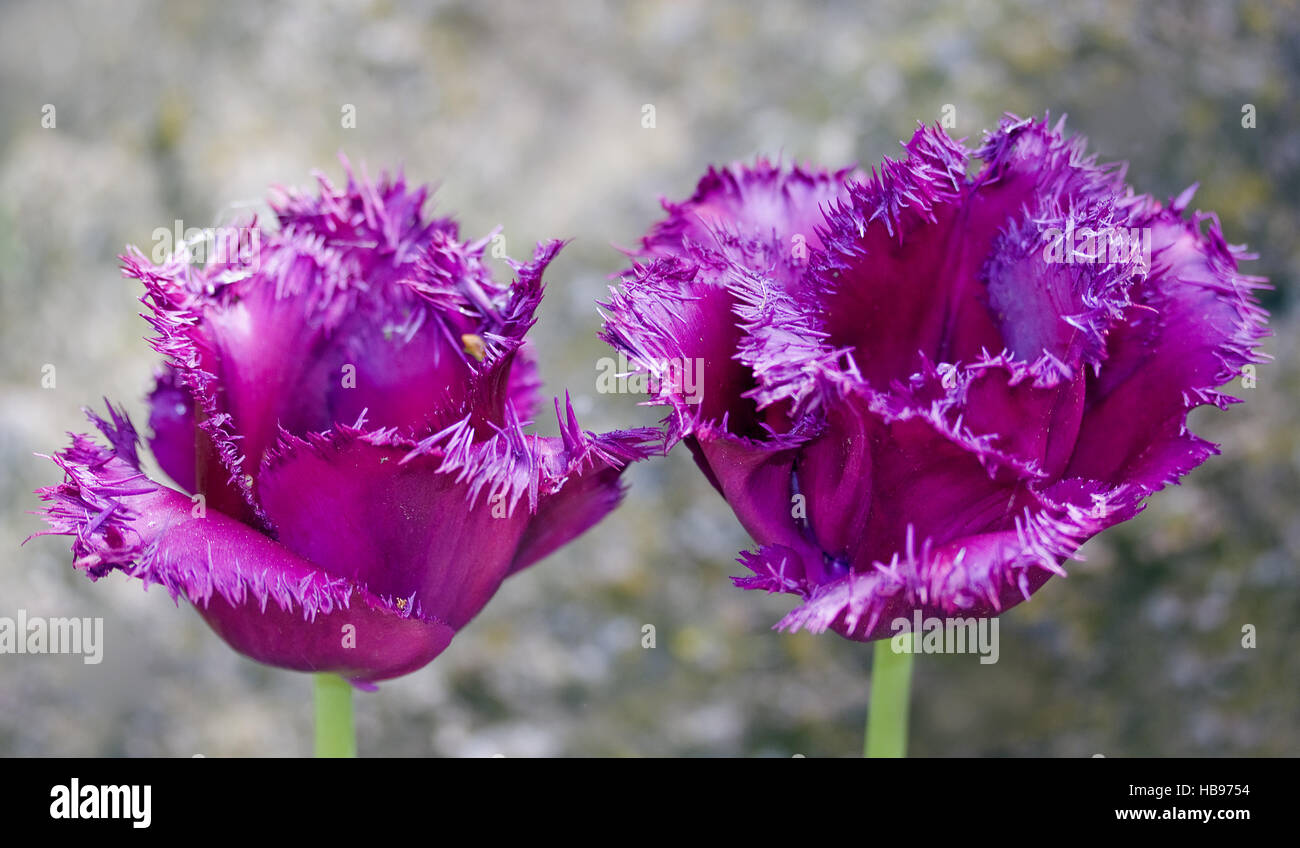 Tulpe Mascotte Tulipa Stockfoto