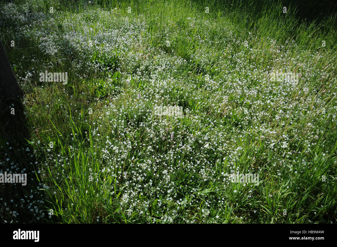 Stellaria Graminea, Grassleaf stitchwort Stockfoto