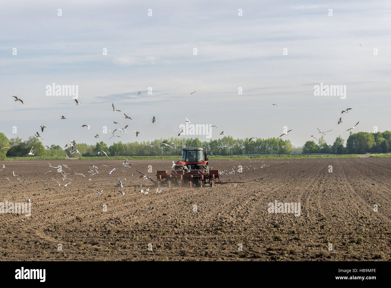 Roter Traktor Pflügen auf dem Ackerland Stockfoto