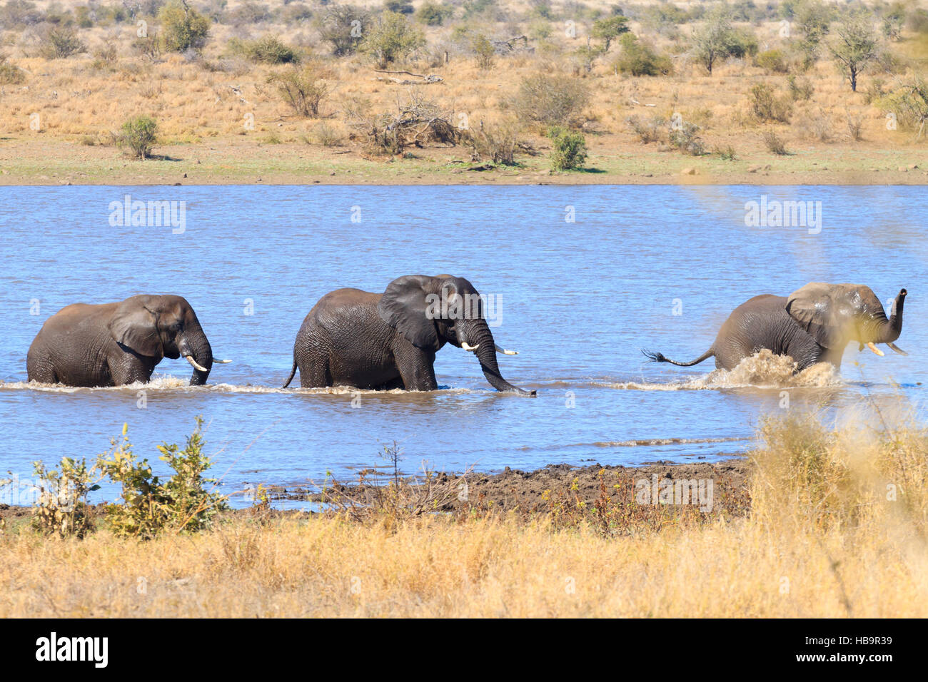 Paar Elefanten kämpfen im Wasser vom Krüger Nationalpark, Südafrika. Afrikanische Tierwelt. Loxodonta africana Stockfoto