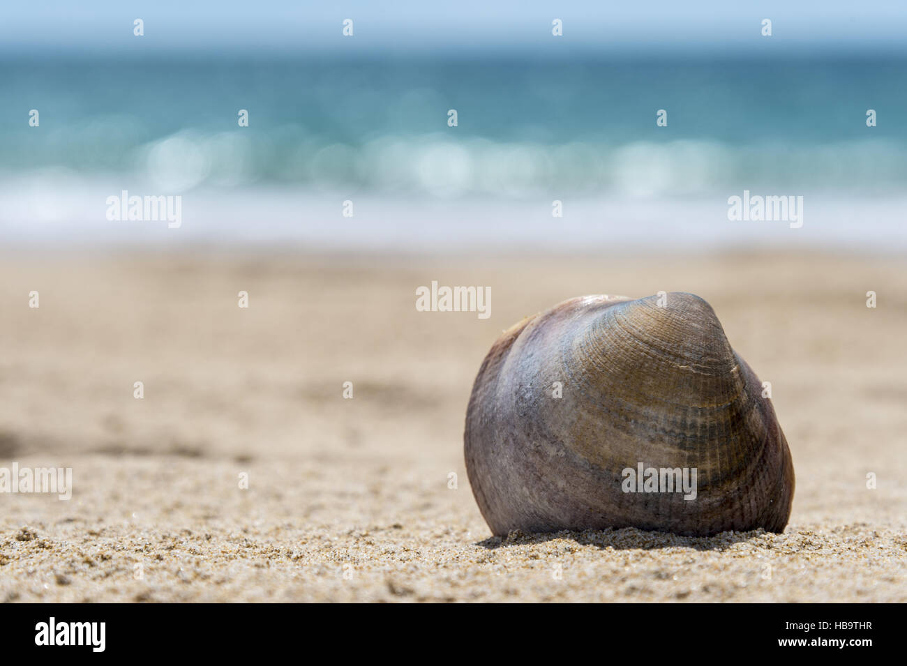Eine Shell auf dem sandigen Strand in der Sonne Stockfoto