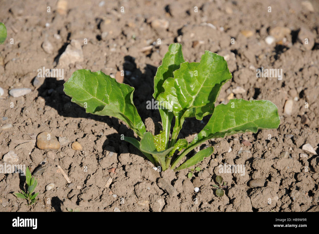 Beta Vulgaris, Zuckerrben, Samen Stockfotografie - Alamy