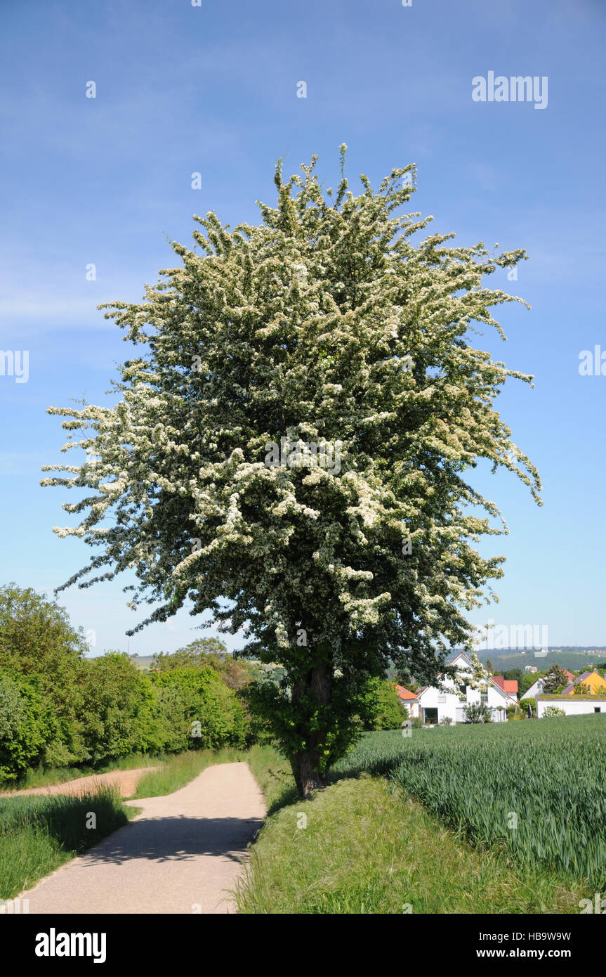 Crataegus Monogyna, Weißdorn Single ausgesät Stockfoto