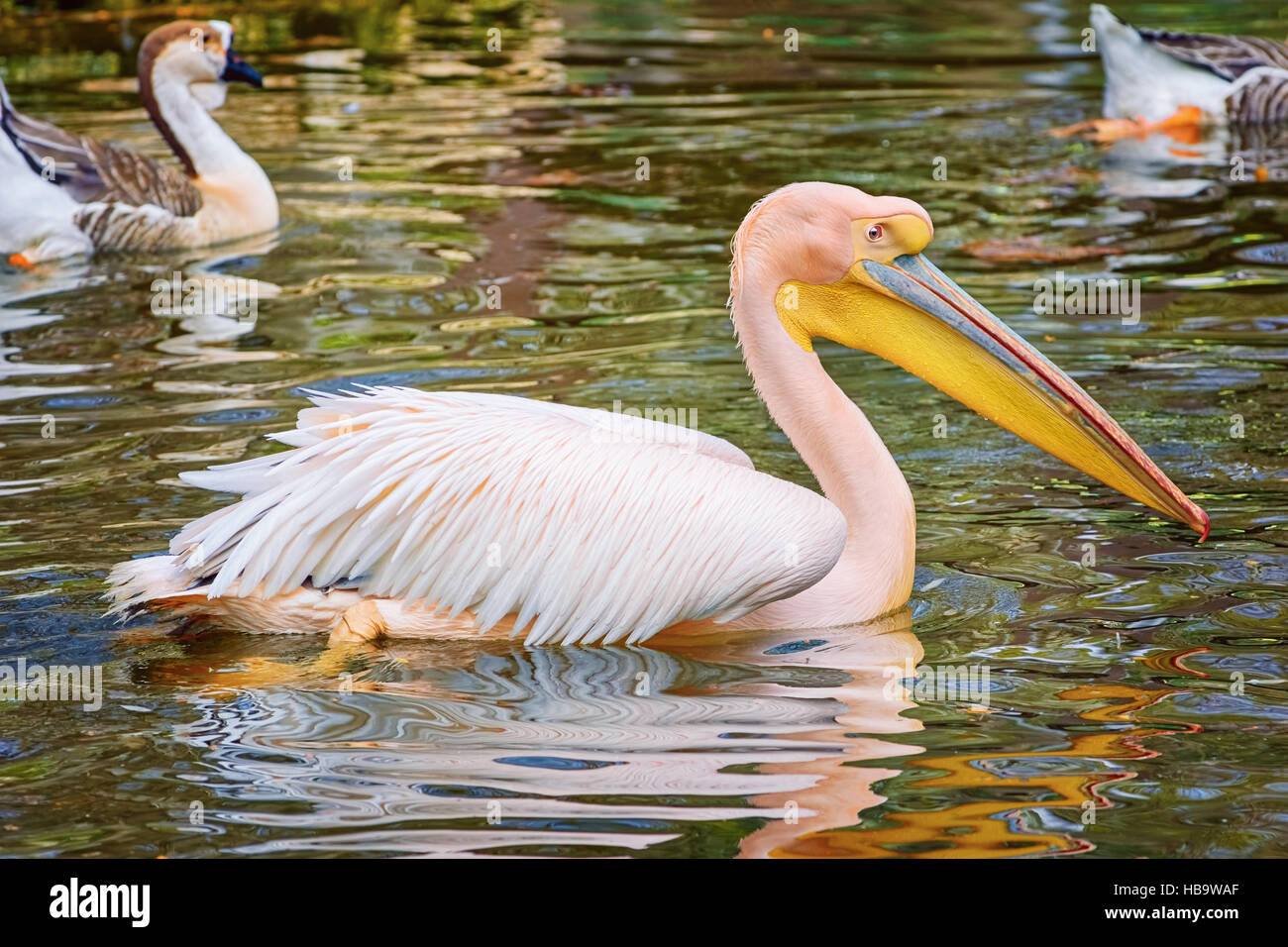 Pelikan auf dem Teich Stockfoto