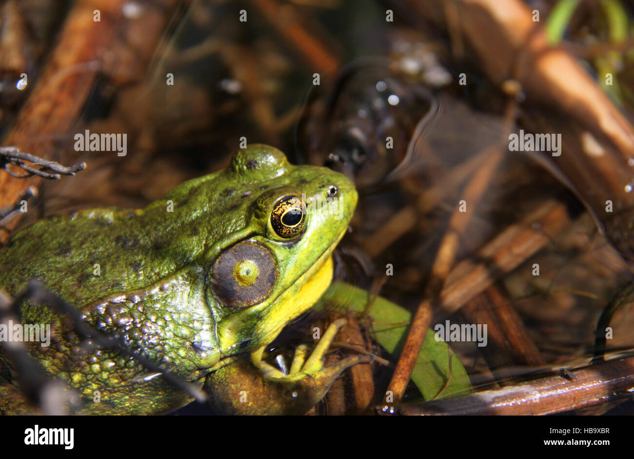 Nördlichen grüner Frosch sitzt im Wasser Upstate New York, USA. Stockfoto