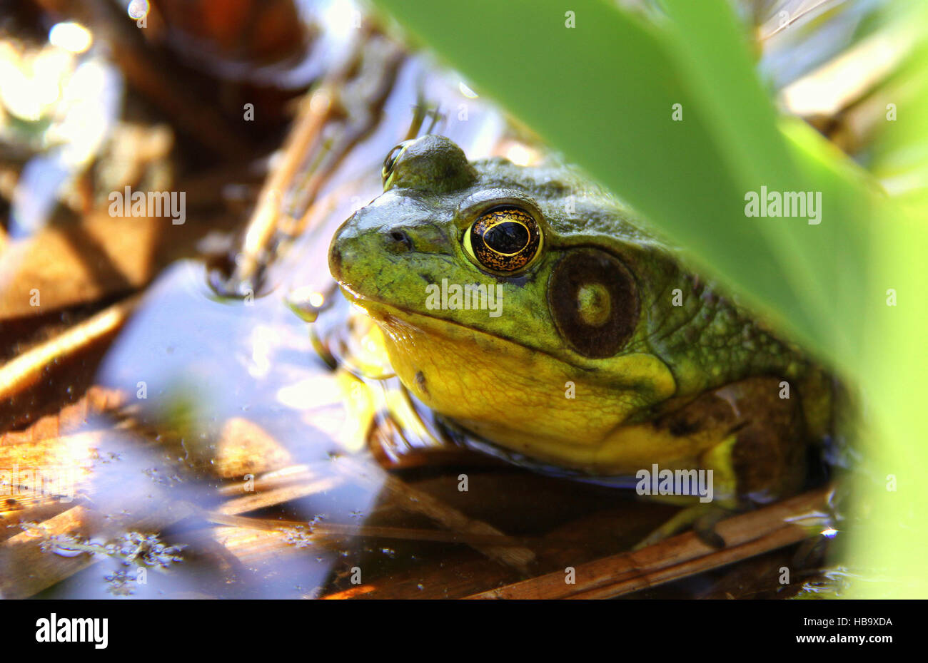 Nördlichen grünen Frosch im Wasser, Upstate New York, USA. Stockfoto