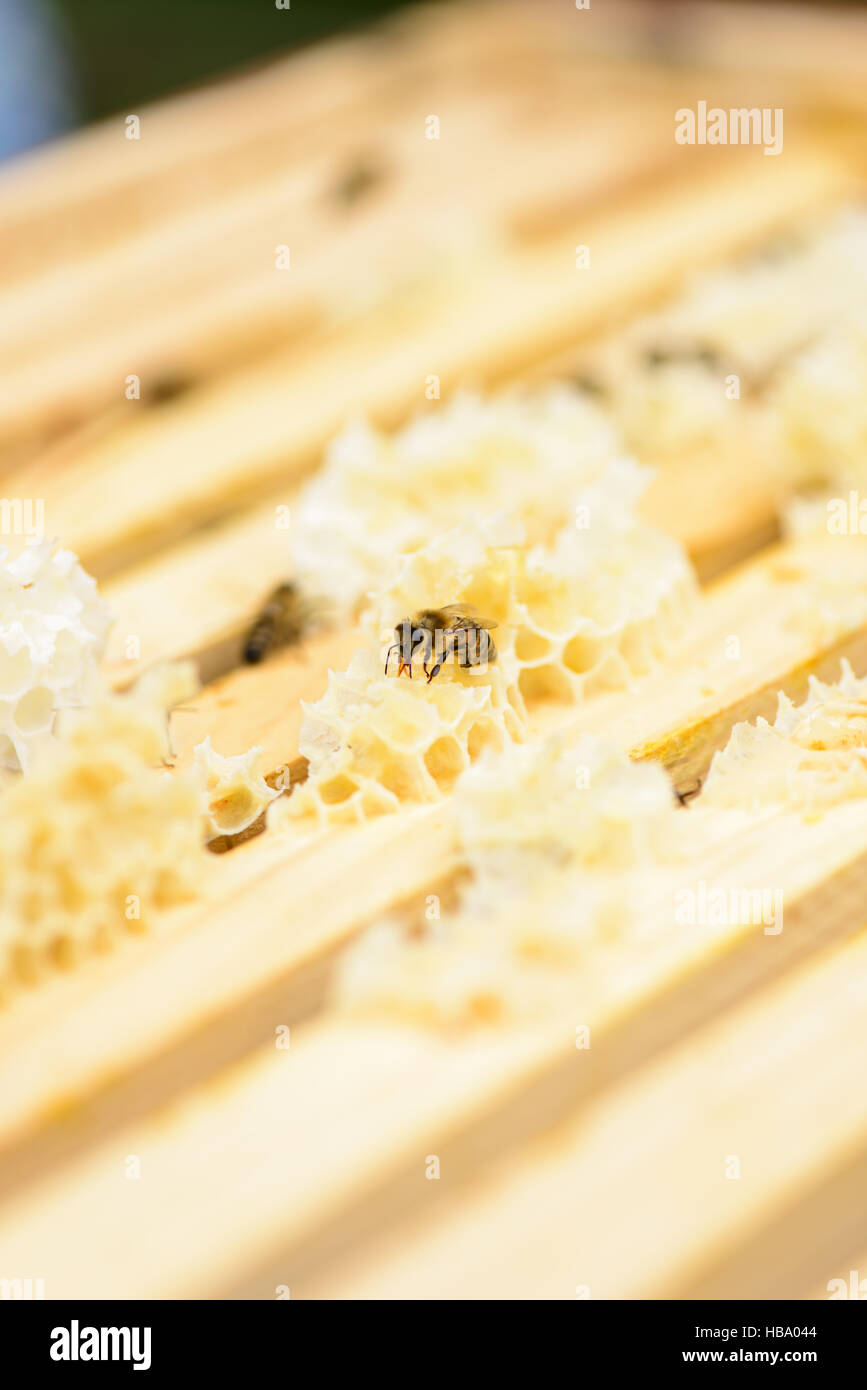 Blick auf Waben Rahmen einer Bienenwabe Stockfoto