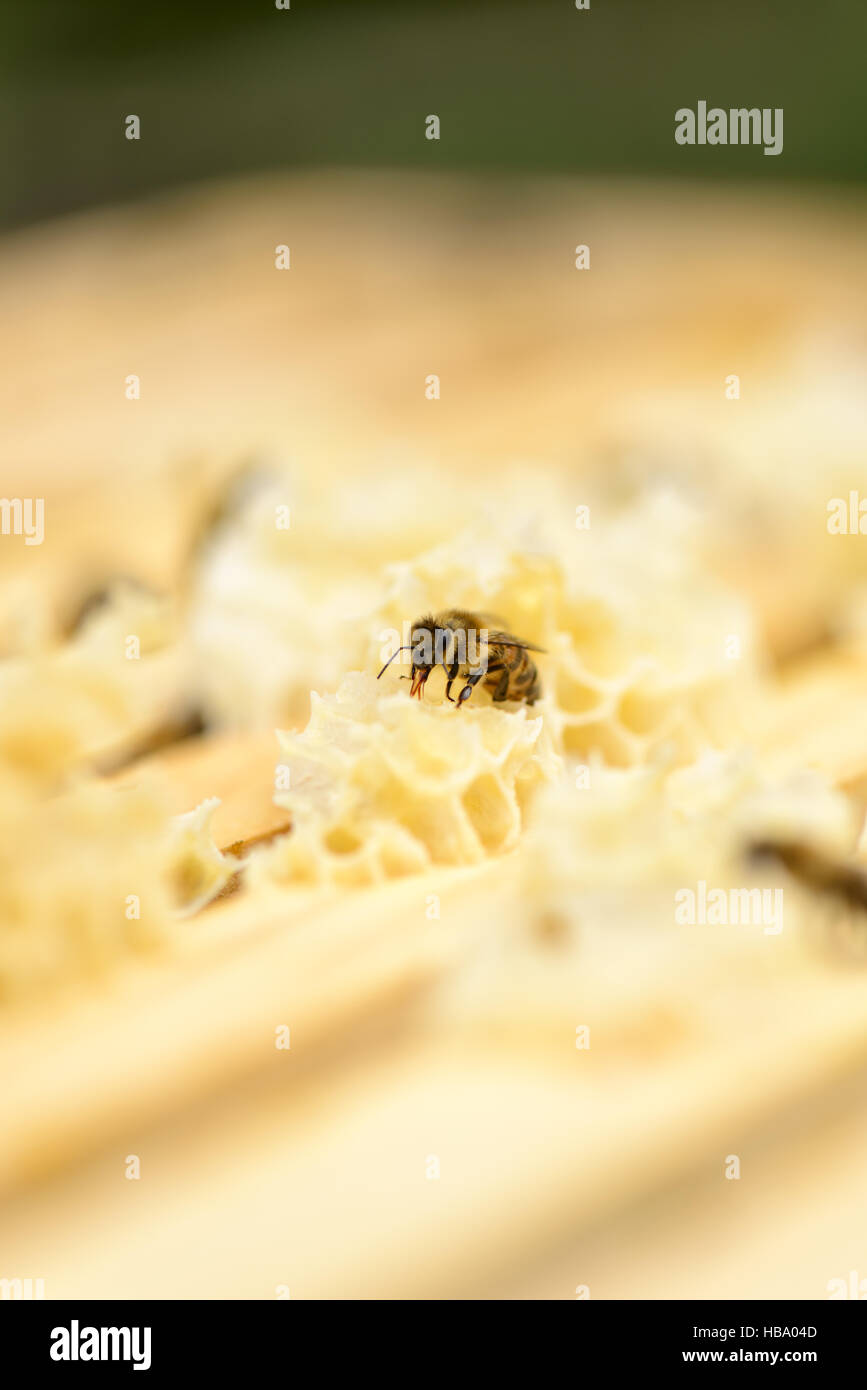 Blick auf Waben Rahmen einer Bienenwabe Stockfoto