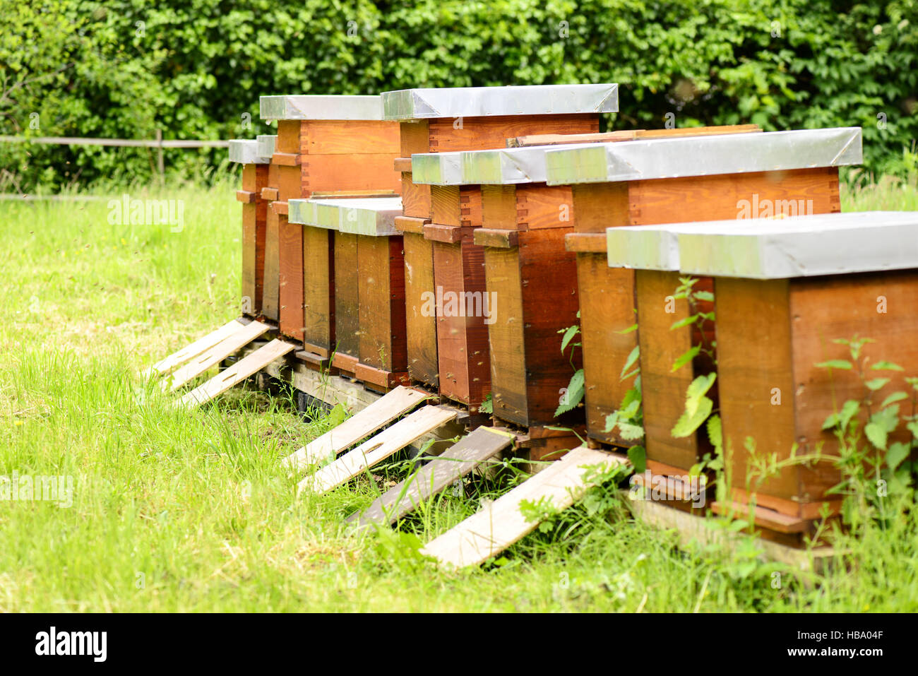 Bienenstöcke mit Bienen auf Wiese Stockfoto