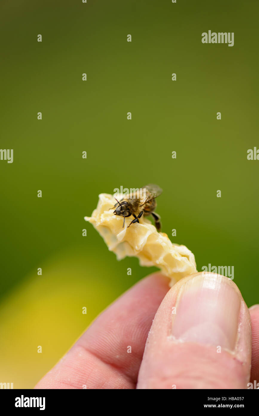 Waben Sie aus illegalen Bau mit Biene Stockfoto