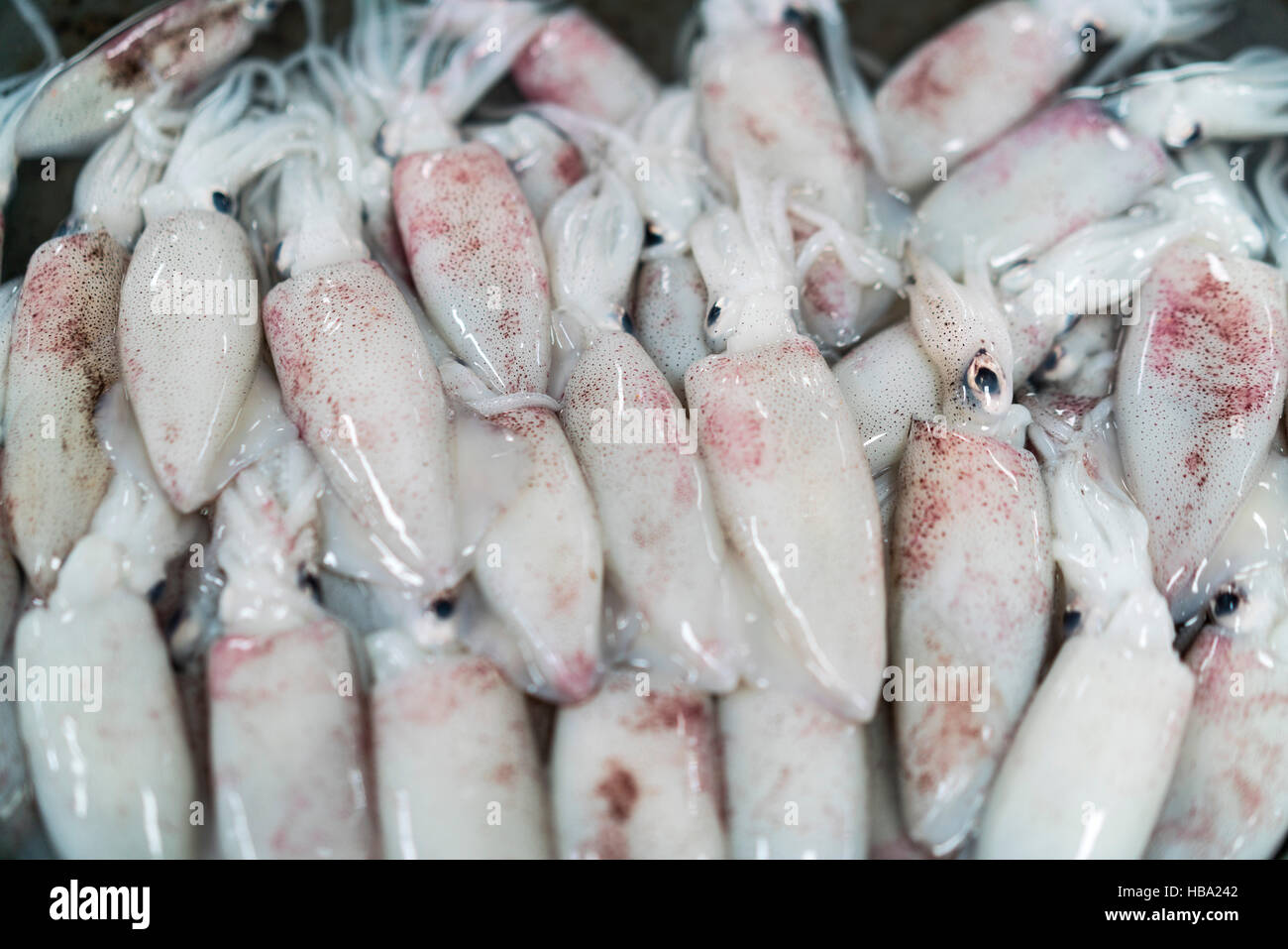 Frischer Tintenfisch zum Verkauf auf Markt in Hainan in China Stockfoto