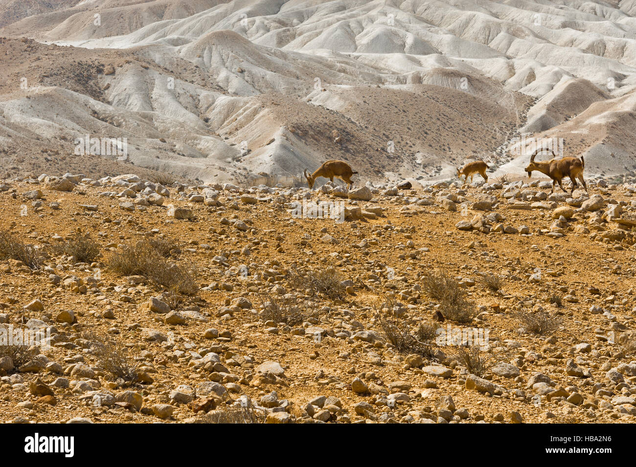 Steinböcke in Wüste Stockfoto