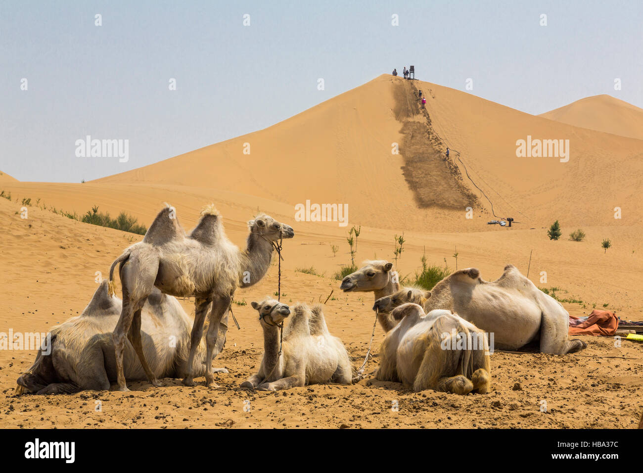 Kamele reiten in der Nähe von Kubuqi Wüste, Neimenggu Autonomous Region, China Stockfoto