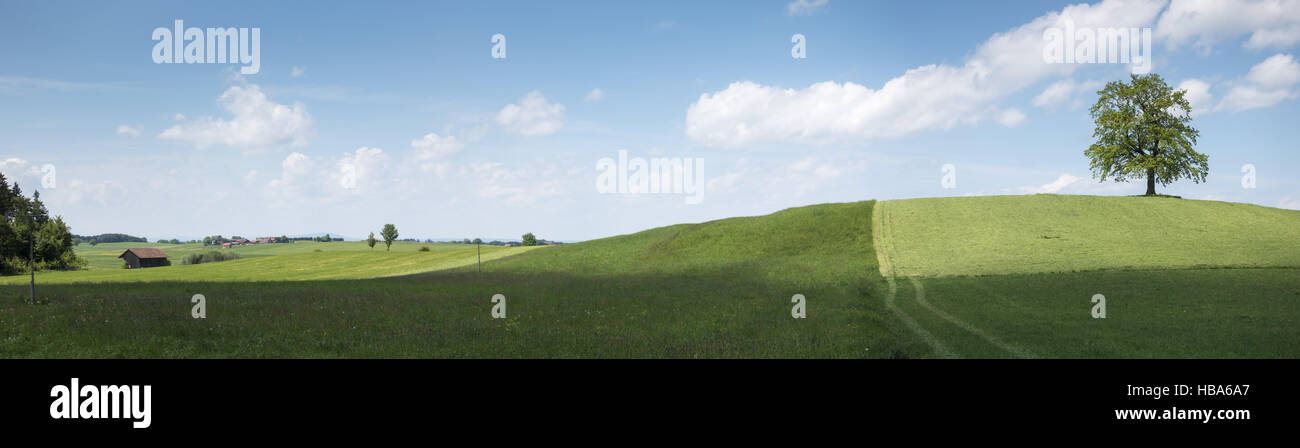 Einsamer Baum auf einem Hügel Stockfoto