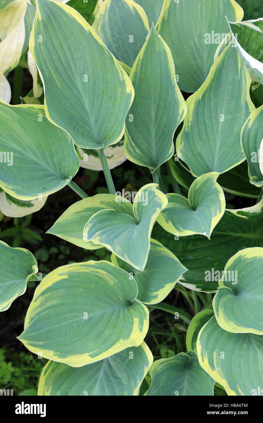 Wegerich Lily, Hosta Dress Blues Stockfoto