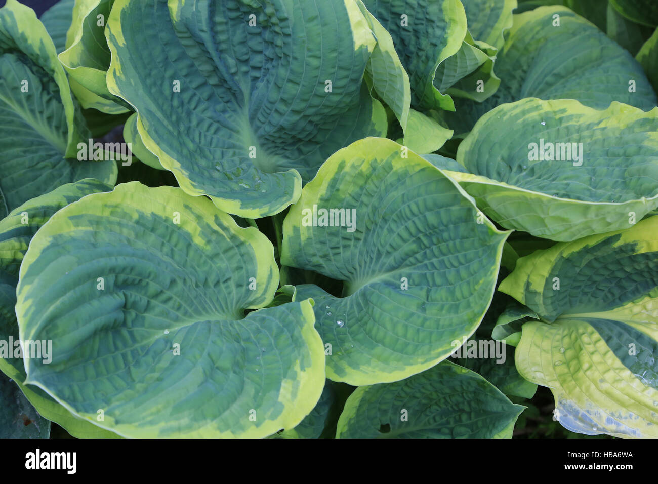 Wegerich Lily, Hosta Pep Stockfoto