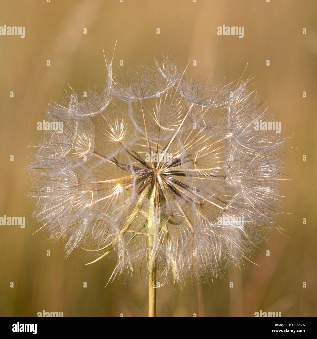 Ziegenkopfes Bart (Tragopogon Dubius) Samen Stockfoto