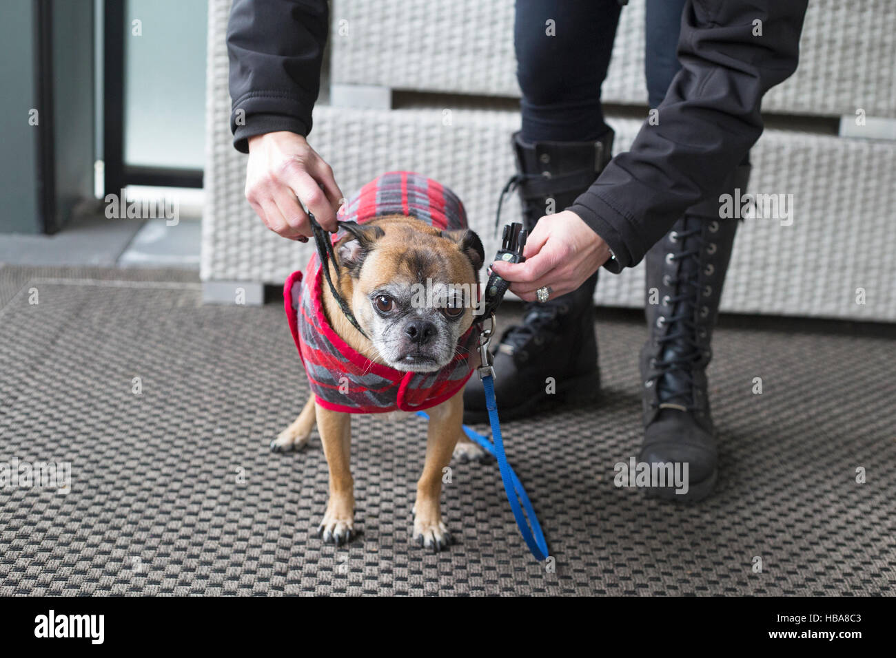 Frau, die Kragen, Leine und Mantel an ihren Hund legt, um sich bereit zu machen, bei kaltem Wetter zu spazieren (Bugg Hund, Kreuzung zwischen Boston Terrier und Pug) Stockfoto