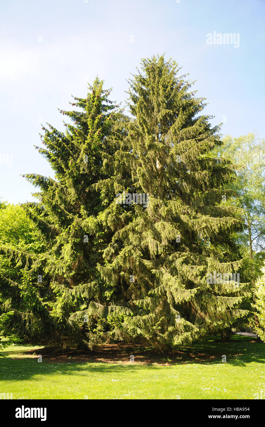 Picea Abies Fichte Stockfoto