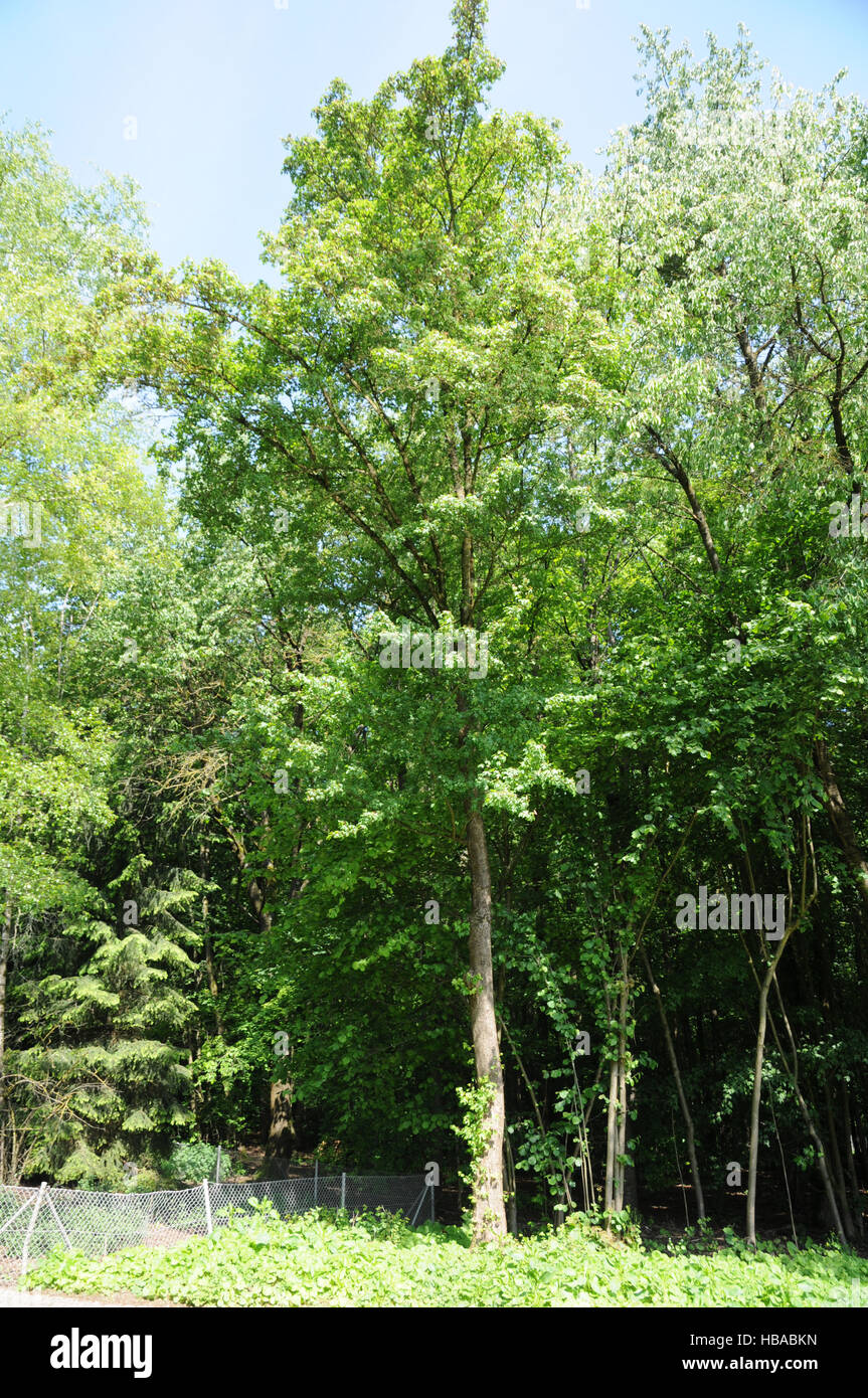 Acer campestre rinde -Fotos und -Bildmaterial in hoher Auflösung – Alamy