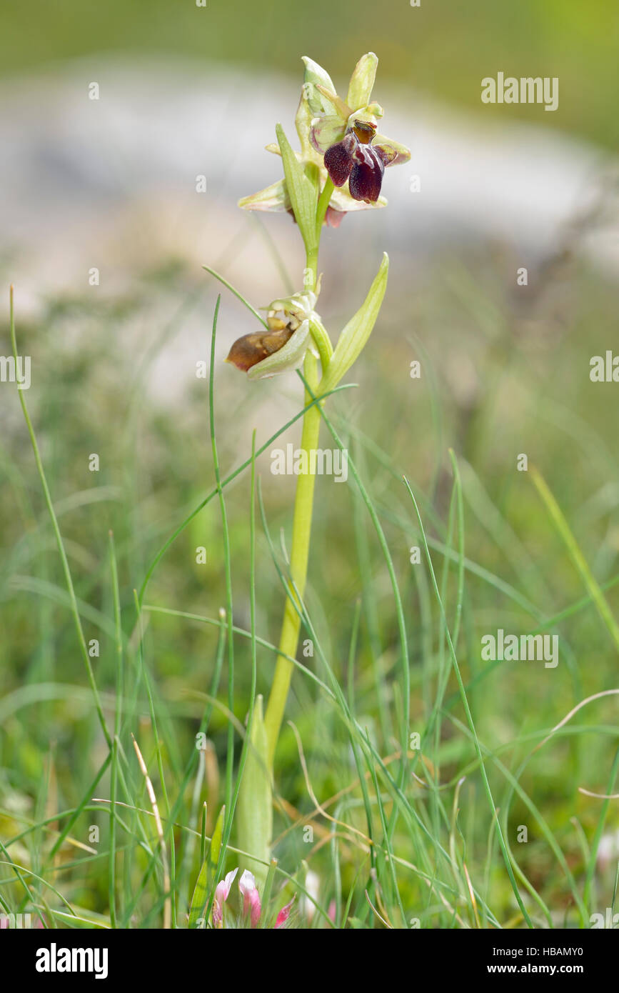 Ophrys Morio ganze Orchidee Pflanze auf Wiese Stockfoto
