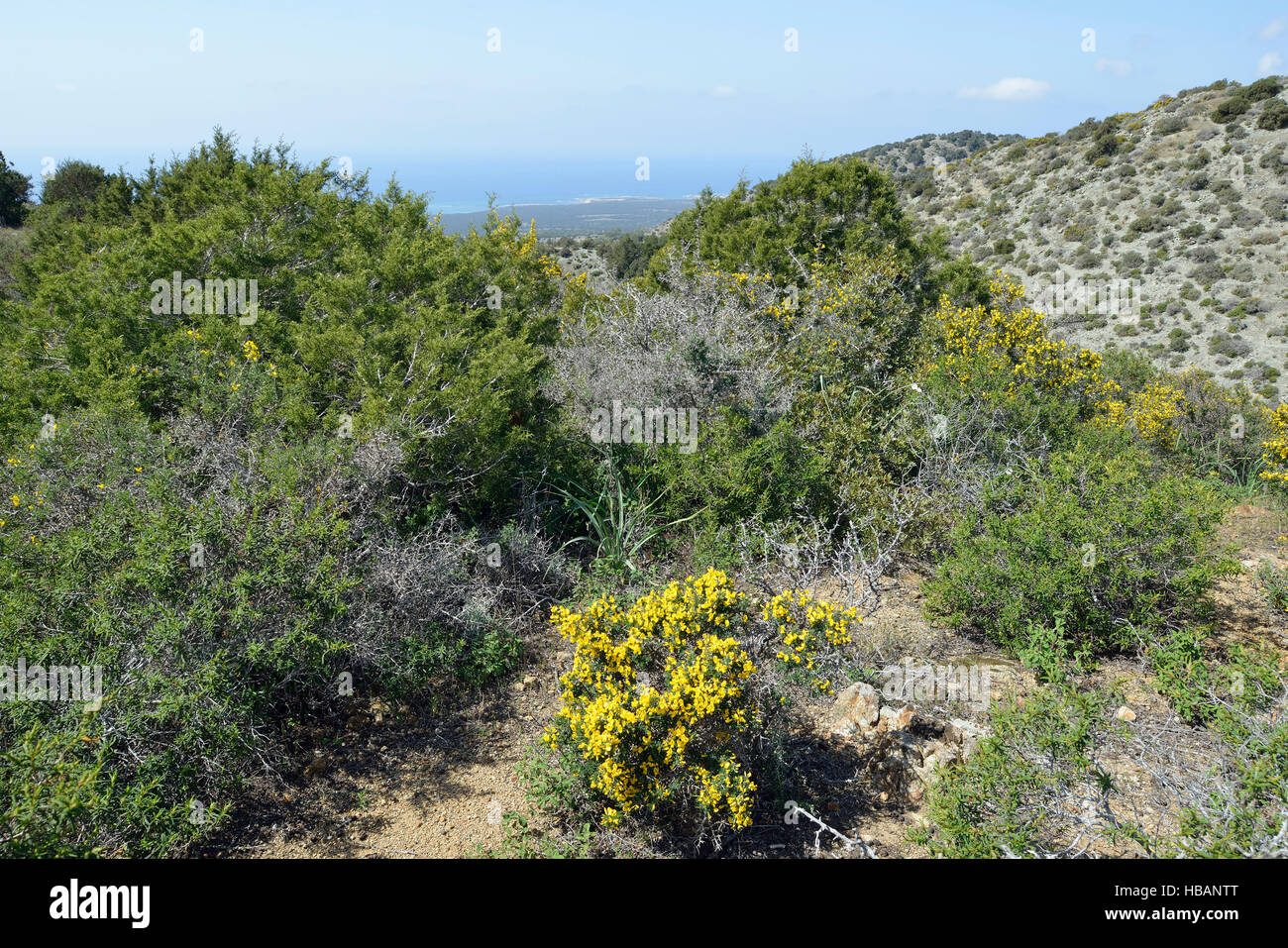 Garrigue Lebensraum über Smigies mit Blick auf die Westküste der Halbinsel Akamans, Zypern stacheligen Besen - Calycotome villosa Stockfoto