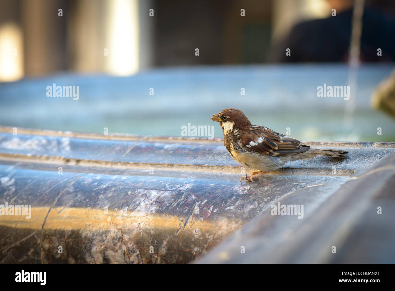 eine kleine Spatz Trinkwasser in den Brunnen Stockfoto