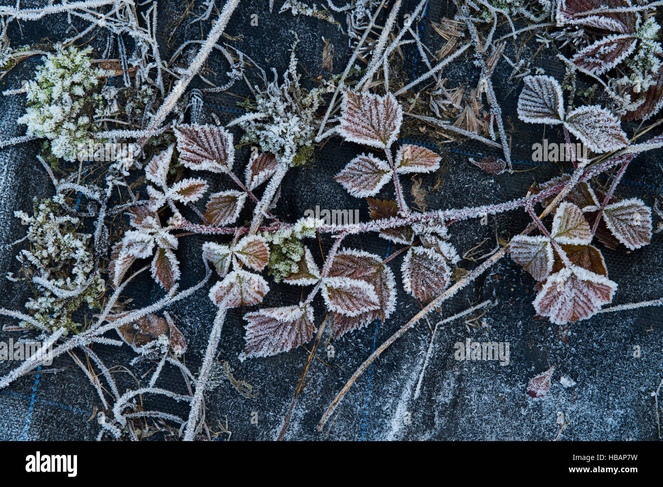 Rubus fruticosus. Frosty Black Blätter auf einen Garten Membran im Winter. Stockfoto