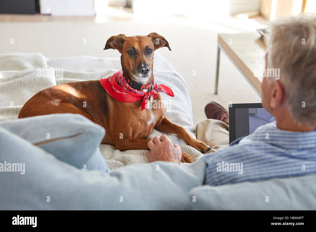 Hund beobachten Besitzer Nutzung digital-Tablette Stockfoto