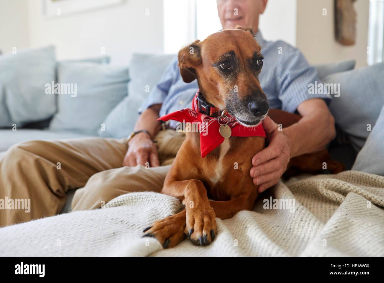 Hund mit Besitzer entspannen Stockfoto