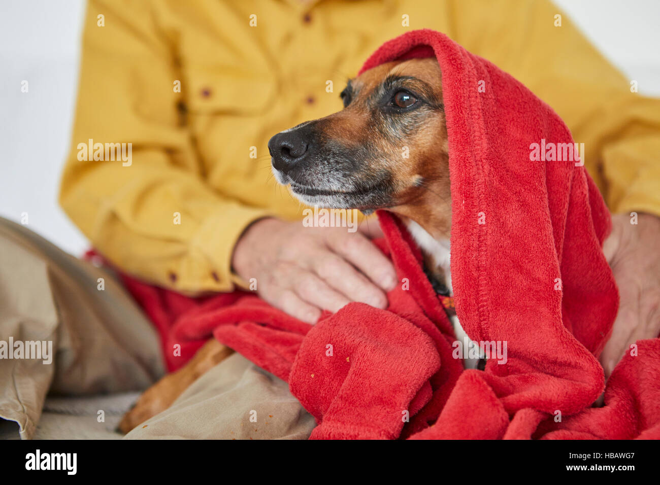 Besitzer-Verpackung-Hund in Decke Stockfoto
