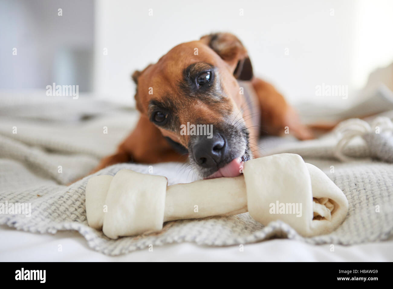 Hund auf Decke lecken Hundeknochen Stockfoto