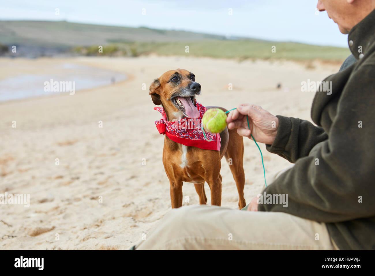 Mensch und Hund am Strand, Konstantin Bay, Cornwall, UK Stockfoto