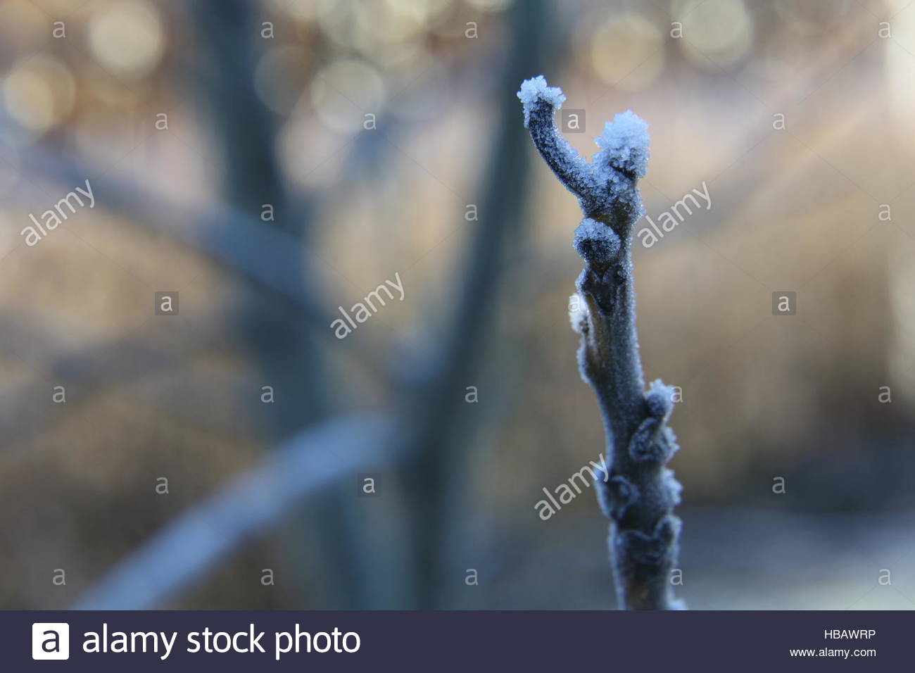 Ersten Frost auf einem Strauch in einem deutschen Garten als Winter kommt in Europa. Stockfoto