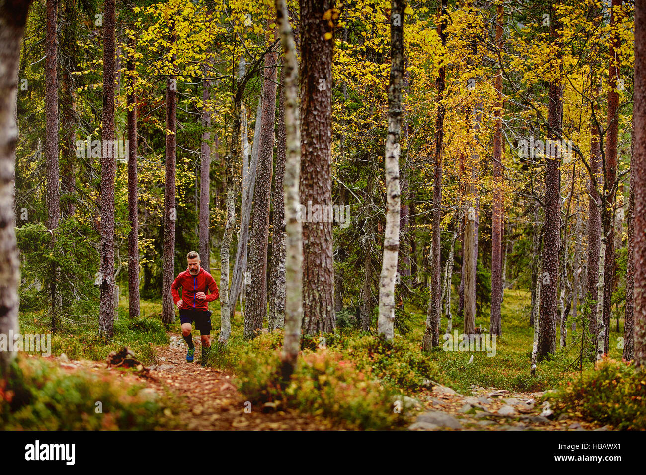 Mann läuft in Wald, Kesankitunturi, Lappland, Finnland Stockfoto