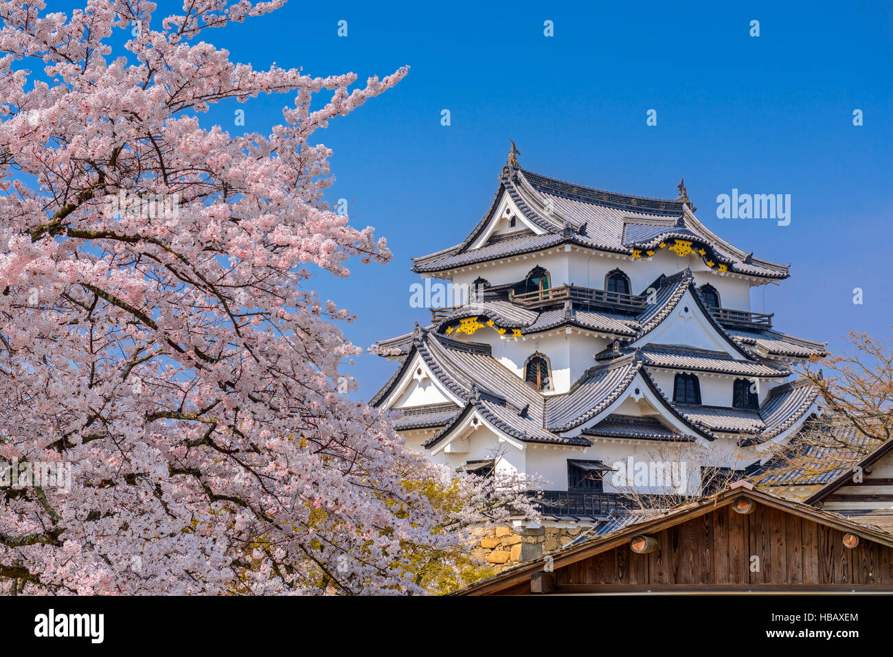 Hikone, Japan in Hikone Casle in der Frühjahrssaison. Stockfoto